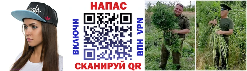 Бошки Шишки сатива  Серафимович 